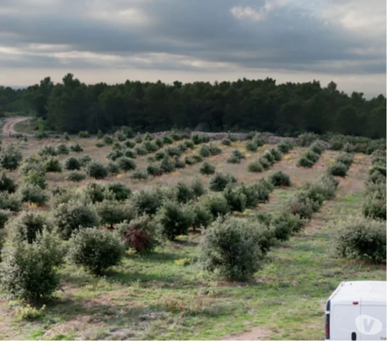 les chênes truffiers